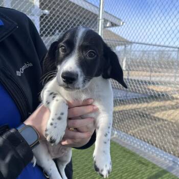 Dachshund Dogs Available for Adoption - Woodstock | PetCurious