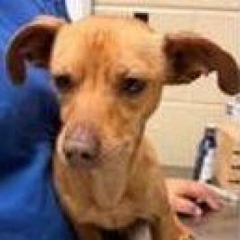 Chihuahua Dogs Available for Adoption in Calverton, New York - Canelo | PetCurious