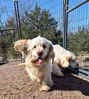Beesly -  Clumber Spaniel Dog for Adoption in Wedgefield, South Carolina - Beesly | PetCurious