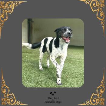 Twix -  Australian Cattle Dog Blue Heeler and Mixed Breed Dog for Adoption in Cumberland, Rhode Island - Twix | PetCurious