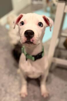 Pit Bull Terrier Dogs Available for Adoption - Lewis | PetCurious
