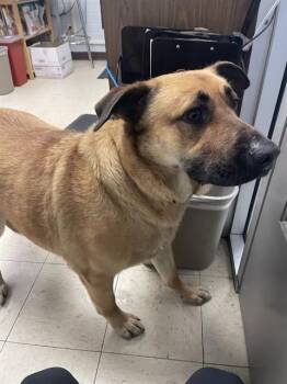 German Shepherd Dog and Mixed Breed Dogs Available for Adoption in Stockton, California - OTTO | PetCurious