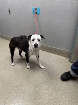 Rescue Terrier and Mixed Breed Dogs for Adoption in Las Vegas, Nevada - ITACHI | PetCurious