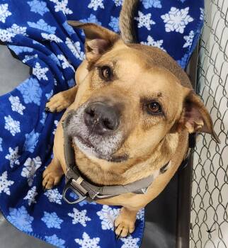 Axel -  Australian Cattle Dog Blue Heeler Dog for Adoption in Billings, Montana - Axel | PetCurious