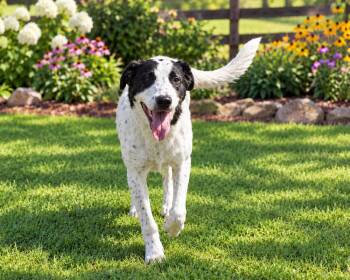 BRIX (GA) -  Border Collie and Pointer Dog for Adoption in Thompson, Pennsylvania - BRIX (GA) | PetCurious