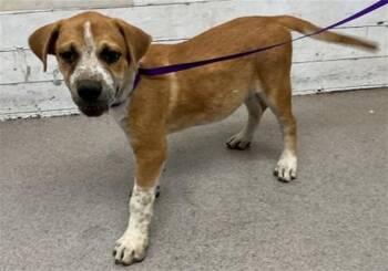 ROCO -  German Shepherd Dog and Mixed Breed Dog for Adoption in San Bernardino, California - ROCO | PetCurious