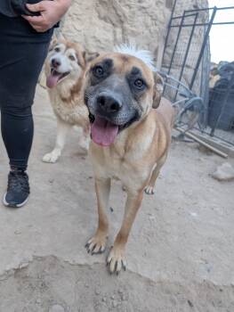 Mixed Breed Dogs Available for Adoption - Patrick | PetCurious