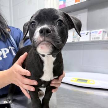 Frog -  Mixed Breed Dog for Adoption in Summerville, South Carolina - Frog | PetCurious