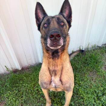Belgian Shepherd Malinois Dogs Available for Adoption in Kerrville, Texas - Heidi KCAC #181.26 | PetCurious