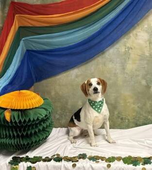 Beagle Dogs Available for Adoption in Knoxville, Tennessee - Dolley | PetCurious