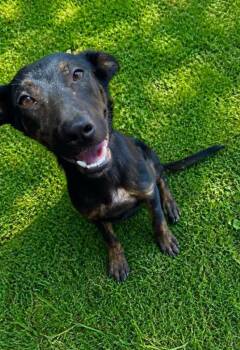 Chuck -  Shepherd and Labrador Retriever Dog for Adoption in El Dorado, Arkansas - Chuck | PetCurious
