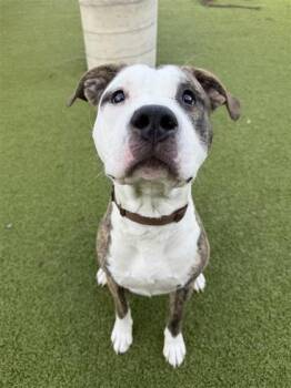 Rescue Pit Bull Terrier and Mixed Breed Dogs for Adoption in Hutchinson, Kansas - Boston | PetCurious