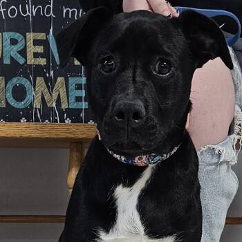 Rescue Black Labrador Retriever and Mixed Breed Dogs for Adoption in Camden, Delaware - Serene | PetCurious