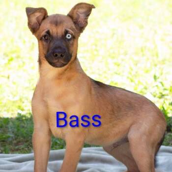 Bass -  Mixed Breed Dog for Adoption in Knoxville, Tennessee - Bass | PetCurious