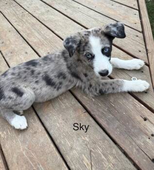Skye -  Australian Shepherd Dog for Adoption in Littleton, Colorado - Skye | PetCurious