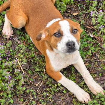 Cattle Dog Dogs Available for Adoption in South Elgin, Illinois - Queen | PetCurious