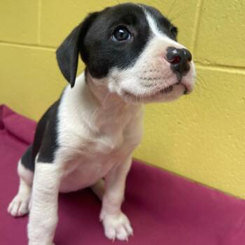 Lyric -  Mixed Breed Dog for Adoption in Valley, Alabama - Lyric | PetCurious