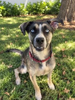 Franny -  Mixed Breed Dog for Adoption in Savannah, Georgia - Franny | PetCurious