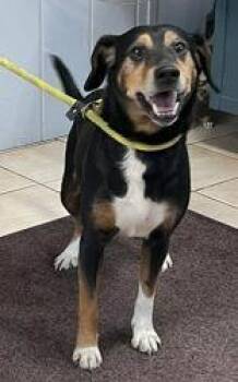 Odysseus -  Mountain Cur and Beagle Dog for Adoption in Newport, Kentucky - Odysseus | PetCurious