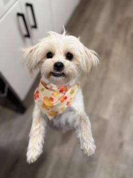 Rescue Maltese and Shih Tzu Dogs for Adoption in Torrance, California - Pritz | PetCurious