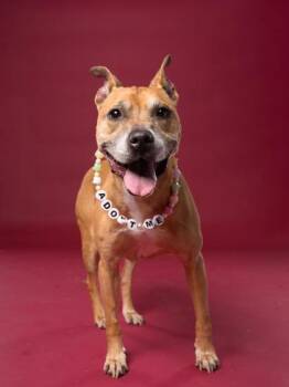 JAZZ -  Pit Bull Terrier and Mixed Breed Dog for Adoption in Atlanta, Georgia - JAZZ | PetCurious