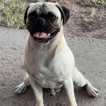 Church -  Pug and Mixed Breed Dog for Adoption in Las Cruces, New Mexico - Church | PetCurious