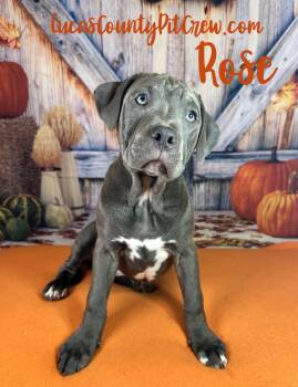 Rose -  American Staffordshire Terrier and Pit Bull Terrier Dog for Adoption in Toledo, Ohio - Rose | PetCurious