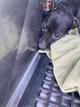 COURAGE -  Mixed Breed Dog for Adoption in Dallas, Texas - COURAGE | PetCurious
