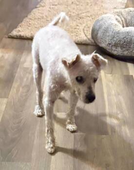 Atticus -  Poodle Dog for Adoption in Bloomington, Illinois - Atticus | PetCurious