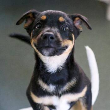 Australian Cattle Dog Blue Heeler and Mixed Breed Dogs Available for Adoption in Bradenton, Florida - Jacob | PetCurious