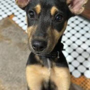 Jonesie -  Mixed Breed Dog for Adoption in Monticello, New York - Jonesie | PetCurious