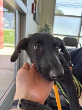 Mocha A220032 -  Labrador Retriever Dog for Adoption in Plano, Texas - Mocha A220032 | PetCurious