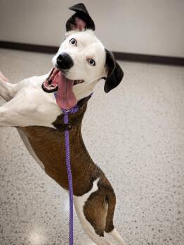 Annie 4375 -  Mixed Breed Dog for Adoption - Annie 4375 | PetCurious