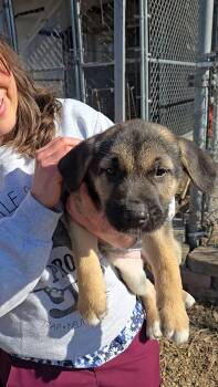 Shepherd Dogs Available for Adoption - Rayni | PetCurious