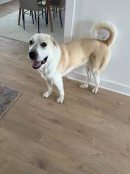 Rescue Great Pyrenees Dogs for Adoption in Ithaca, New York - Gilly (super Affectionate Fuzzy Girl!) | PetCurious