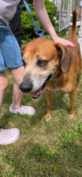 Pistachio -  Mixed Breed Dog for Adoption in Clinton, Wisconsin - Pistachio | PetCurious