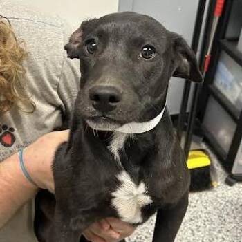 Shane -  Pit Bull Terrier and Labrador Retriever Dog for Adoption in Birmingham, Alabama - Shane | PetCurious