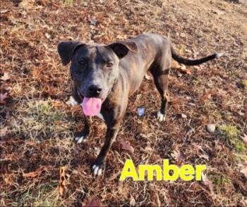 Amber -  Staffordshire Bull Terrier and Mixed Breed Dog for Adoption in Clinton, Missouri - Amber | PetCurious
