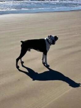 Boxer Dogs Available for Adoption in Hewitt, Texas - Glasgow | PetCurious