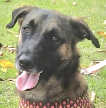 Rescue Shepherd Dogs for Adoption in New York, New York - MELINA "In NY: Foster Or Forever Home Needed!" | PetCurious