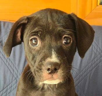 Angelica -  Pit Bull Terrier Dog for Adoption in Newport, Tennessee - Angelica | PetCurious
