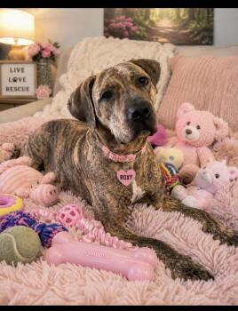 Roxy -  Plott Hound Dog for Adoption in Cumming, Georgia - Roxy | PetCurious