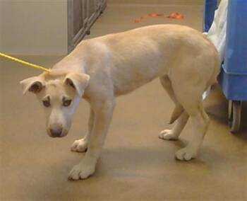 Labrador Retriever and Mixed Breed Dogs Available for Adoption in Sacramento, California - A917543 | PetCurious