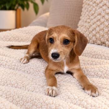 Cendy -  Beagle and Terrier Dog for Adoption in San Diego, California - Cendy | PetCurious
