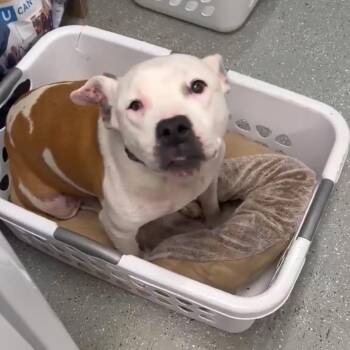 Pit Bull Terrier and Mixed Breed Dogs Available for Adoption - Nanny | PetCurious