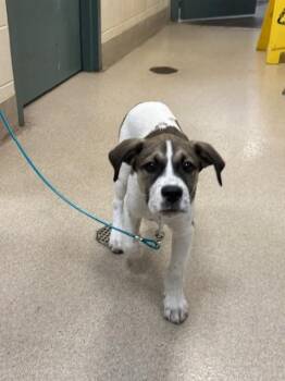 BAKI -  Labrador Retriever and Mixed Breed Dog for Adoption in Newton, North Carolina - BAKI | PetCurious