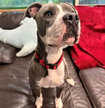 ALMOND -  Pit Bull Terrier and Mixed Breed Dog for Adoption in Anchorage, Alaska - ALMOND | PetCurious