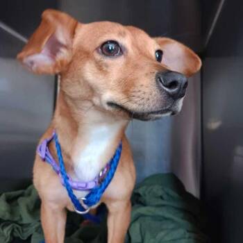 Chip (Benefactor Dog) -  Miniature Dachshund Dog for Adoption in New Orleans, Louisiana - Chip (Benefactor Dog) | PetCurious
