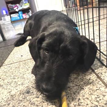 Terrier and Mixed Breed Dogs Available for Adoption - Dewey | PetCurious