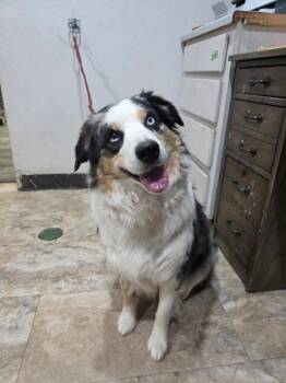 Australian Shepherd Dogs Available for Adoption - Watermelon | PetCurious